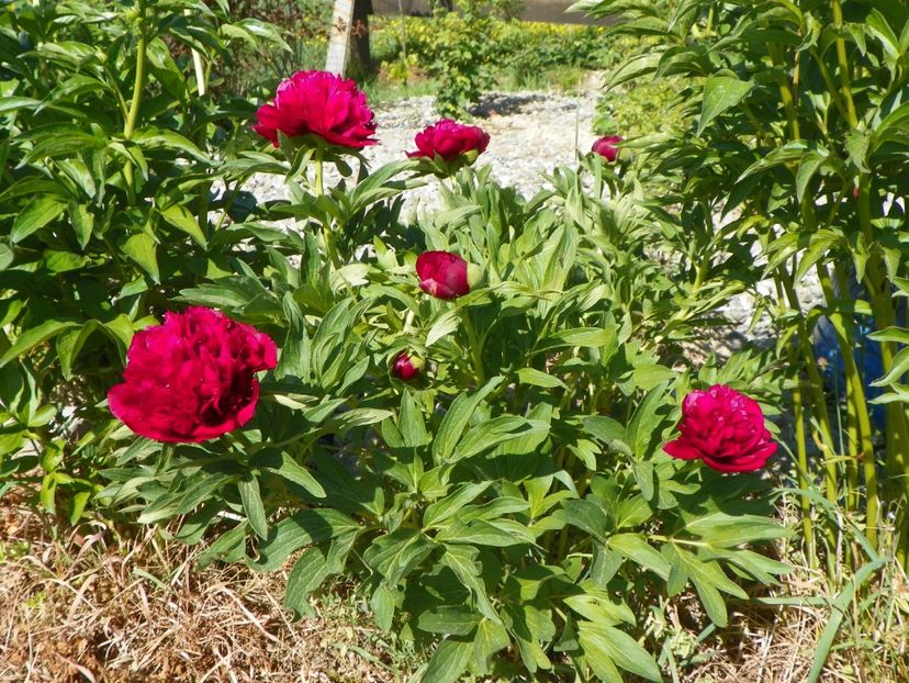 Rubra Plena - Irisi si bujori 2018