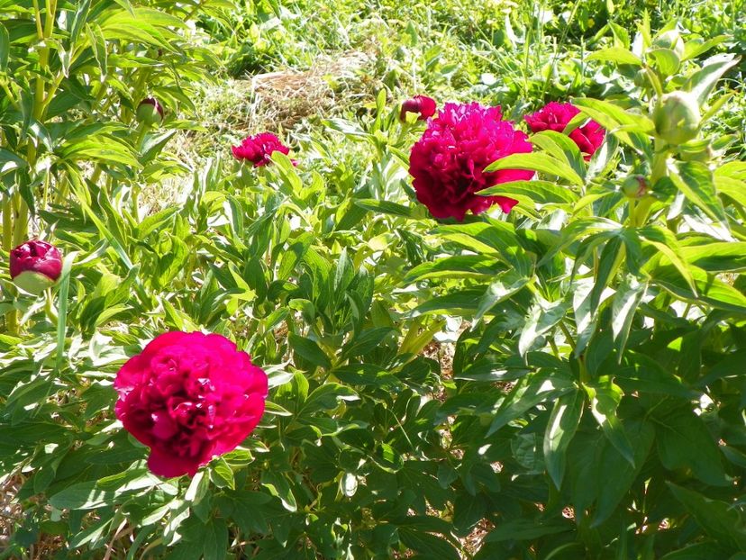 Rubra Plena - Irisi si bujori 2018