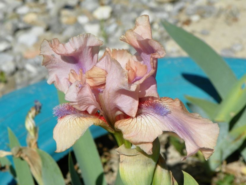 Flashy Pink mancat de gandaci - Irisi si bujori 2018