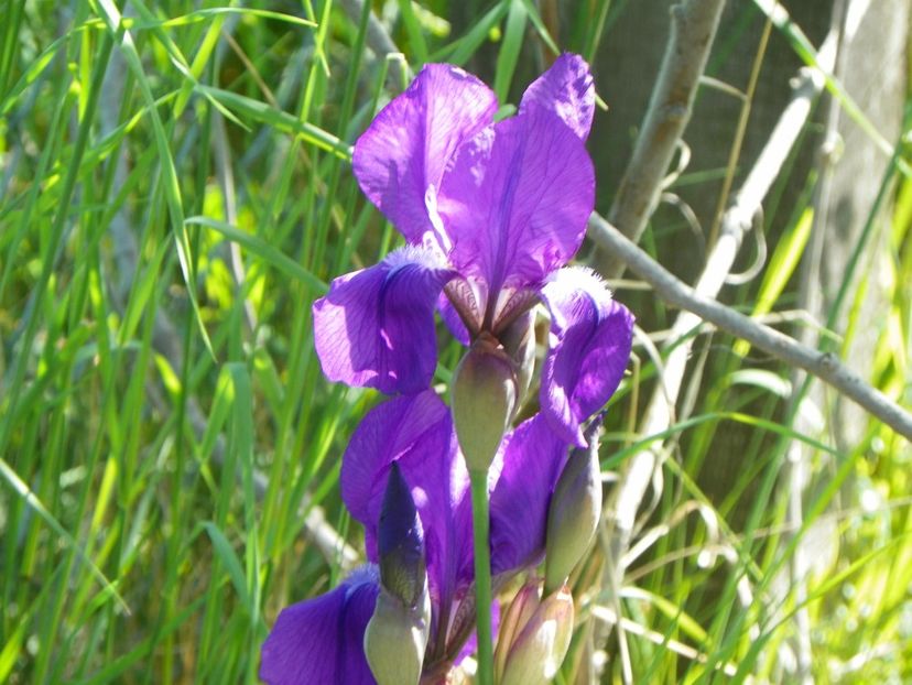 germanica - Irisi si bujori 2018