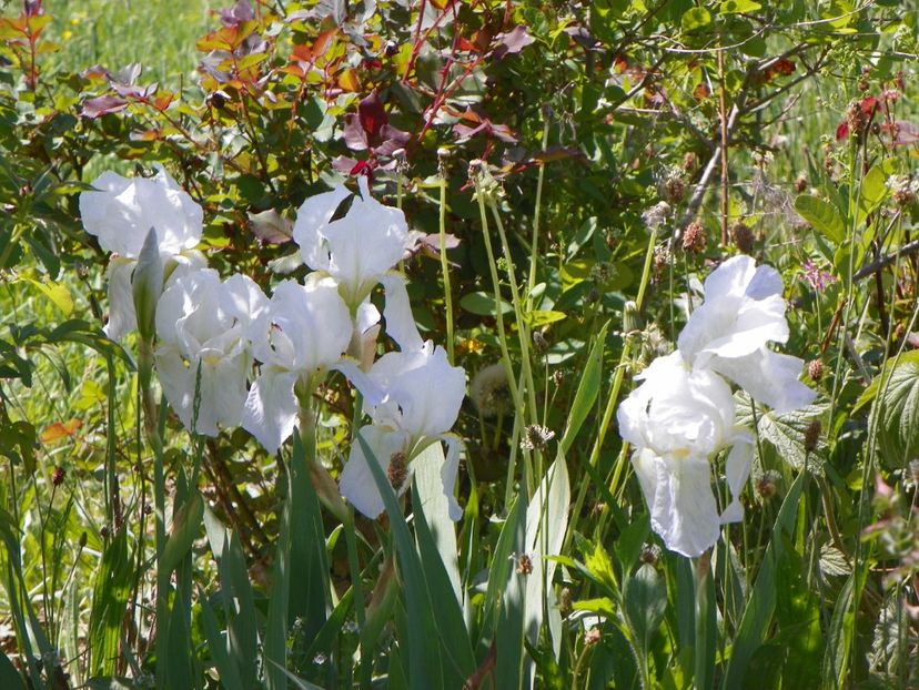 iris florentina - Irisi si bujori 2018