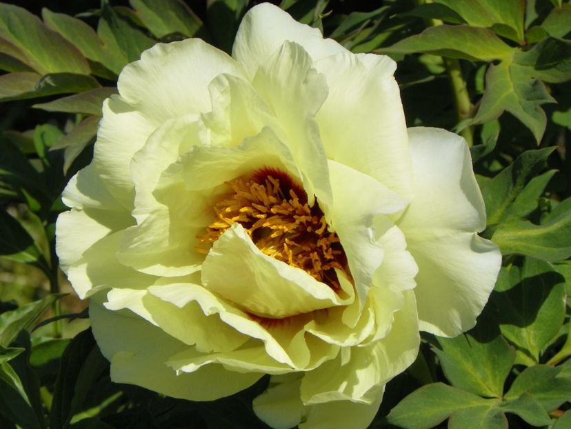 High Noon - Irisi si bujori 2018