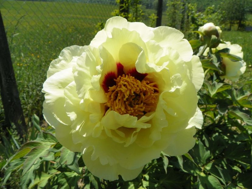 High Noon - Irisi si bujori 2018