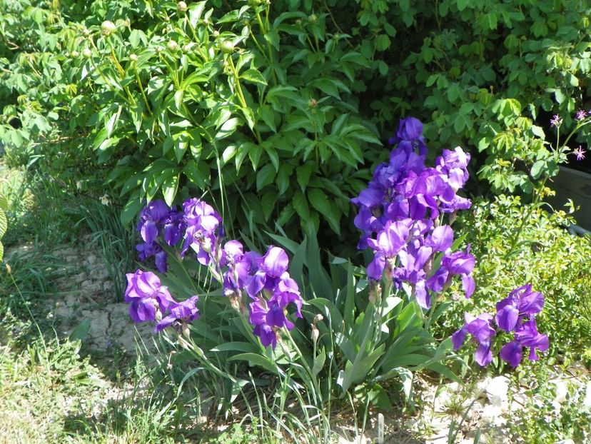 germanica - Irisi si bujori 2018