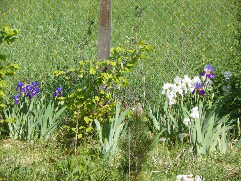 Lent A Williamson si florentina - Irisi si bujori 2018