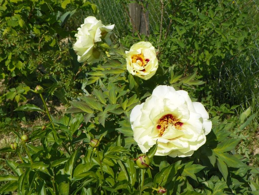 High Noon - Irisi si bujori 2018