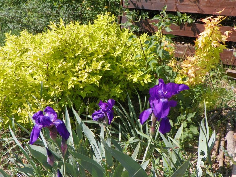 germanica - Irisi si bujori 2018