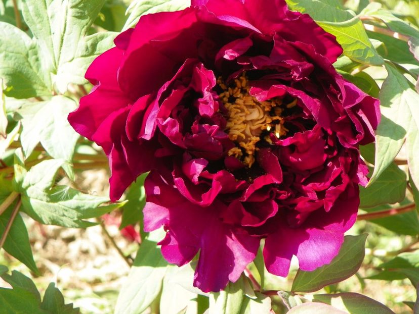 Guan Shi Mo Yu - Irisi si bujori 2018