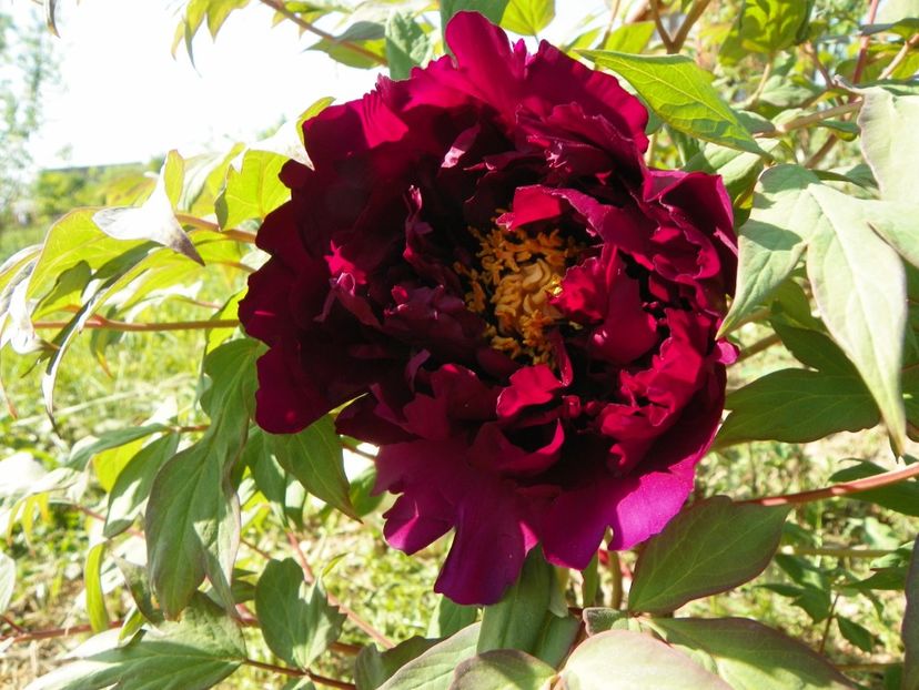 Guan Shi Mo Yu - Irisi si bujori 2018