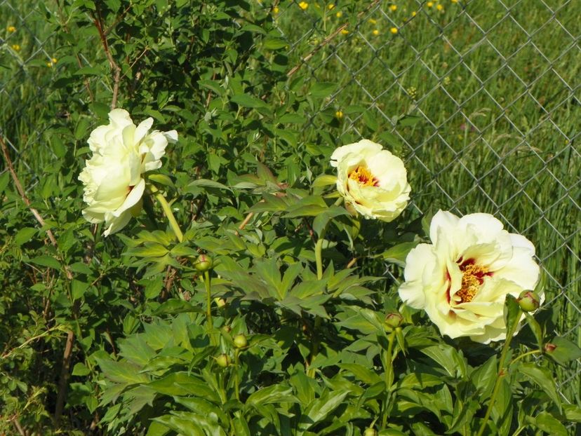 High Noon - Irisi si bujori 2018