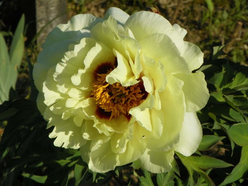 High Noon - Irisi si bujori 2018