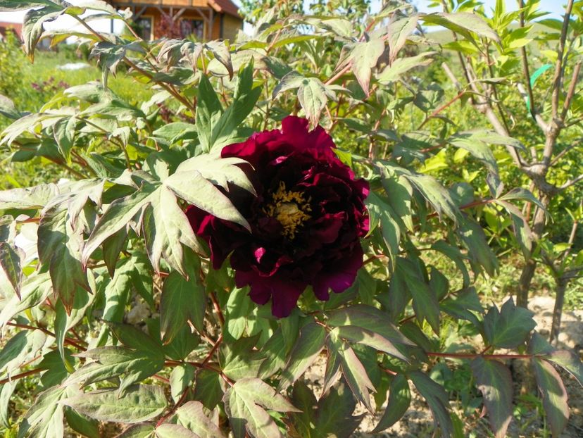 Guan Shi Mo Yu - Irisi si bujori 2018