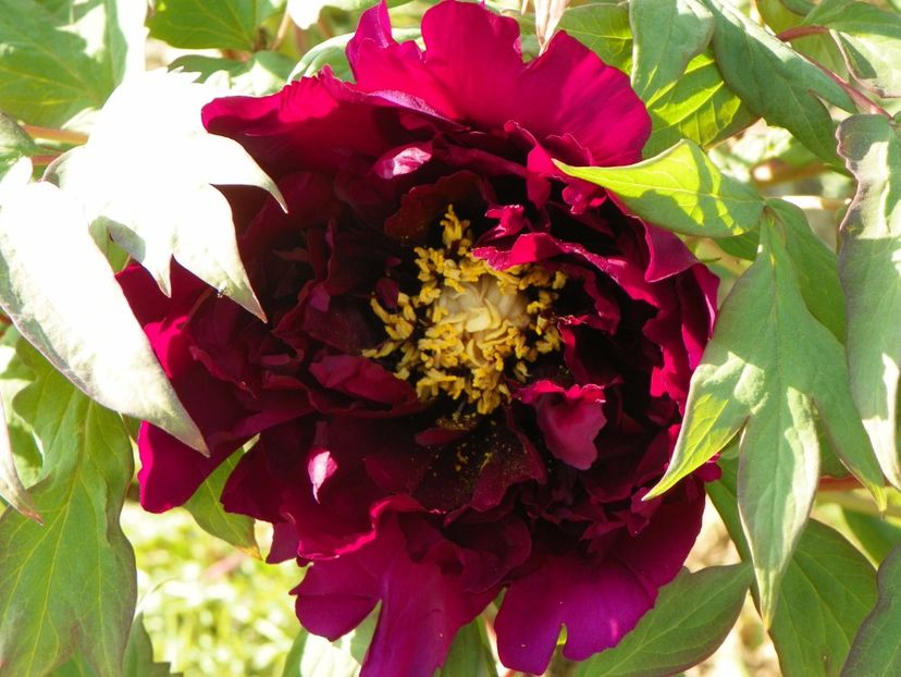 Guan Shi Mo Yu - Irisi si bujori 2018