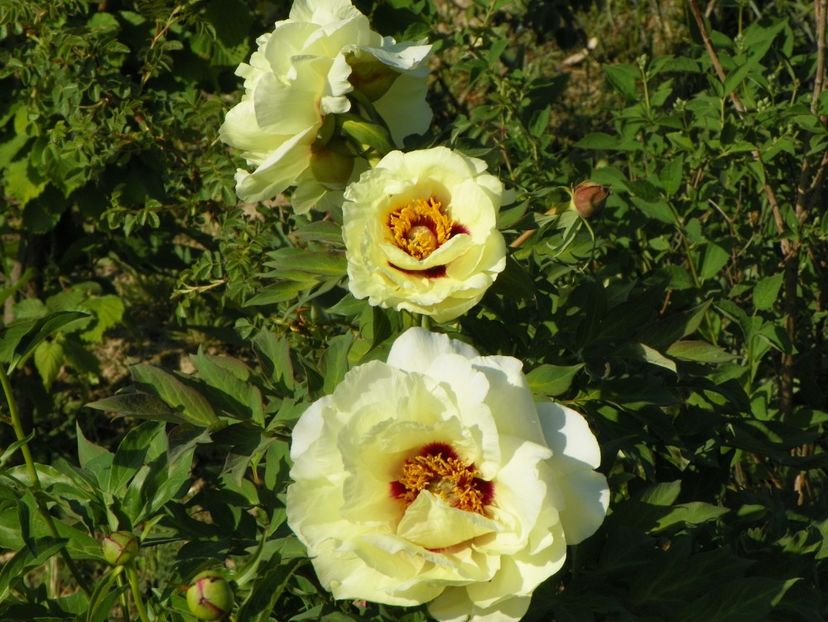 High Noon - Irisi si bujori 2018