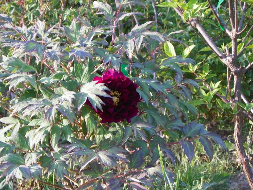 Guan Shi Mo Yu - Irisi si bujori 2018