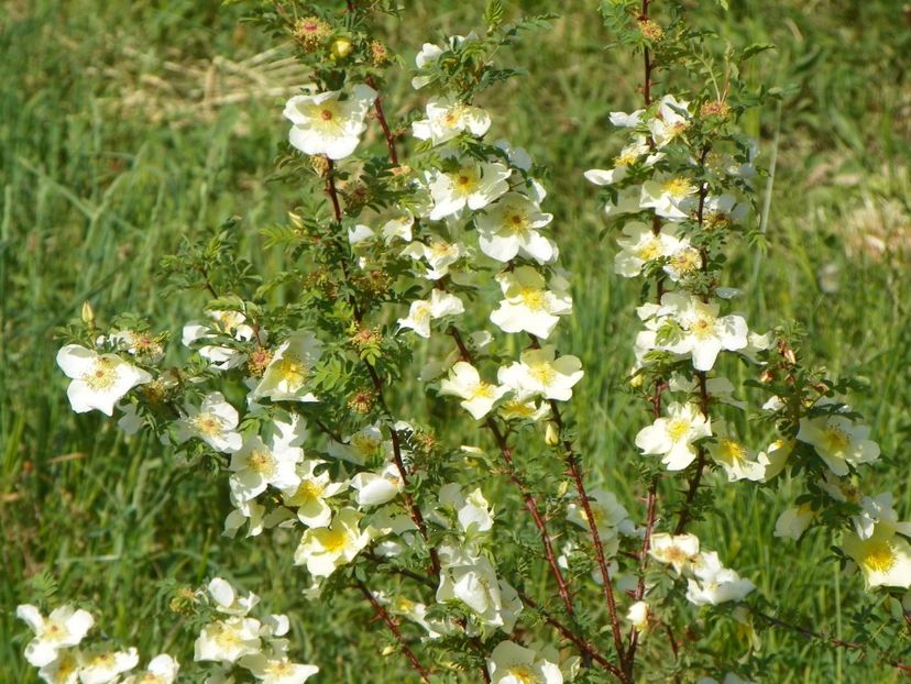 rosa hugonis - Trandafiri 2018