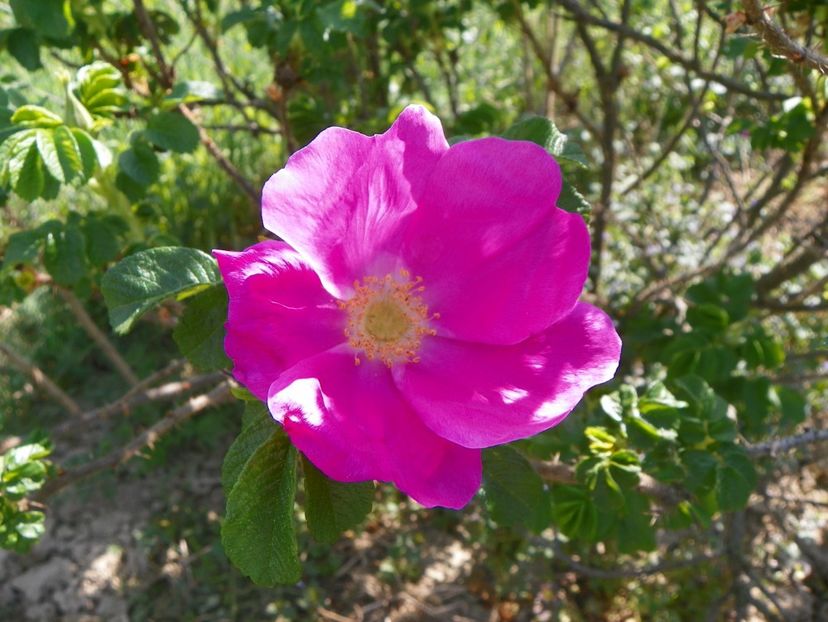rosa rugosa Rubra - Trandafiri 2018