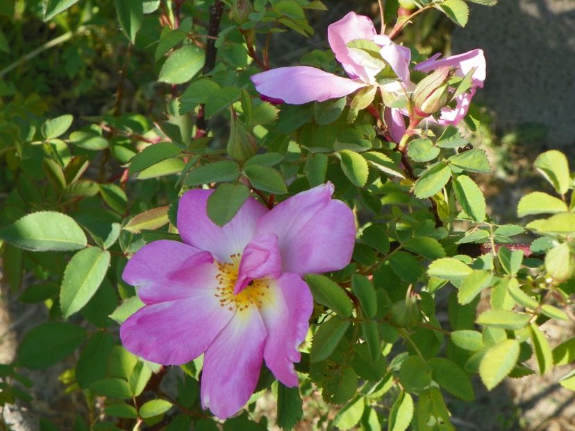 Marguerite Hilling - Trandafiri 2018