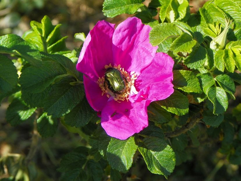 rosa rugosa Rubra - Trandafiri 2018
