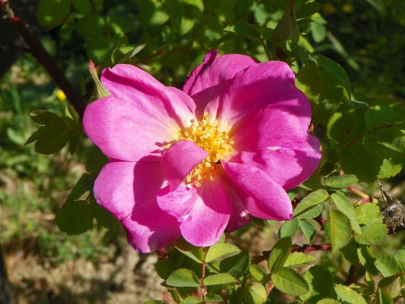 Marguerite Hilling - Trandafiri 2018