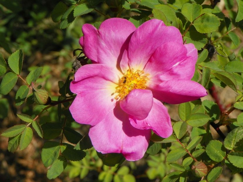 Marguerite Hilling - Trandafiri 2018