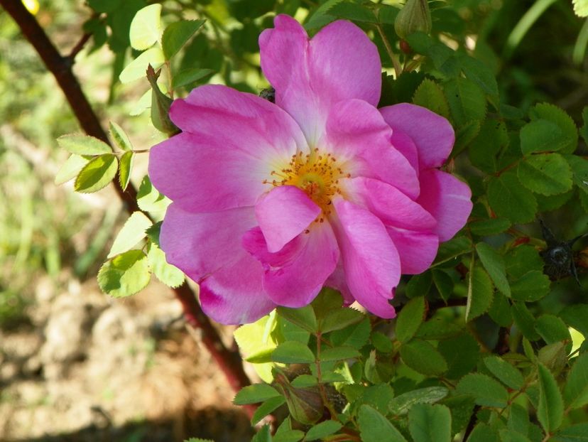 Marguerite Hilling - Trandafiri 2018