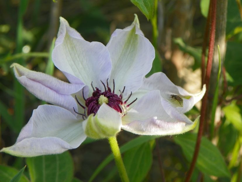 clematis Miss Bateman - z-Dobarland 2018