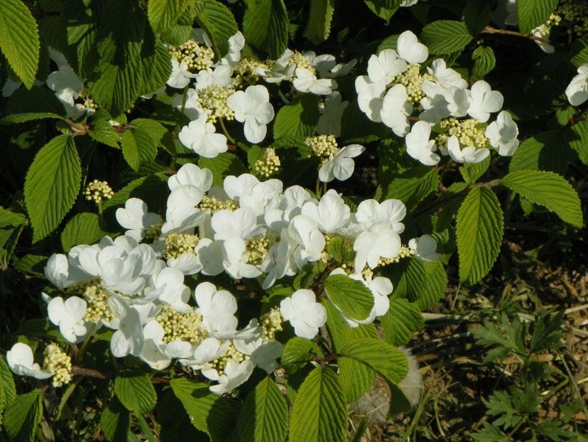 viburnum tomentosum - z-Dobarland 2018