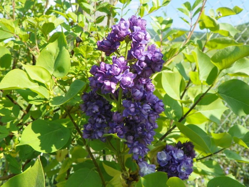 liliac Taras Bulba - z-Dobarland 2018