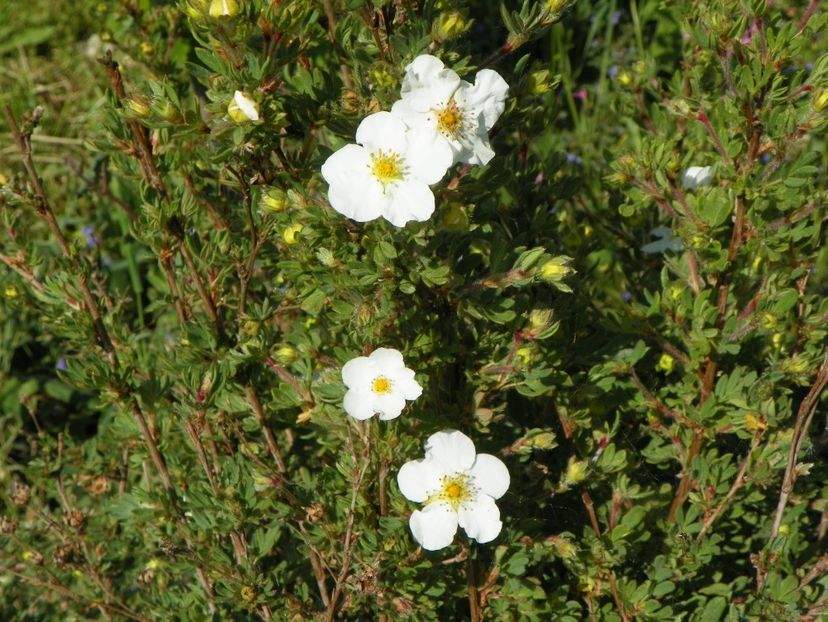 potentilla fruticosa Abbotswood - z-Dobarland 2018