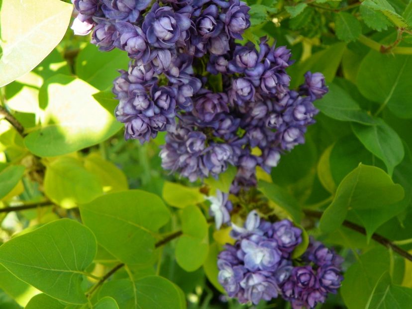 liliac Taras Bulba - z-Dobarland 2018