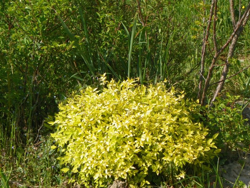 spiraea Golden Princess - z-Dobarland 2018
