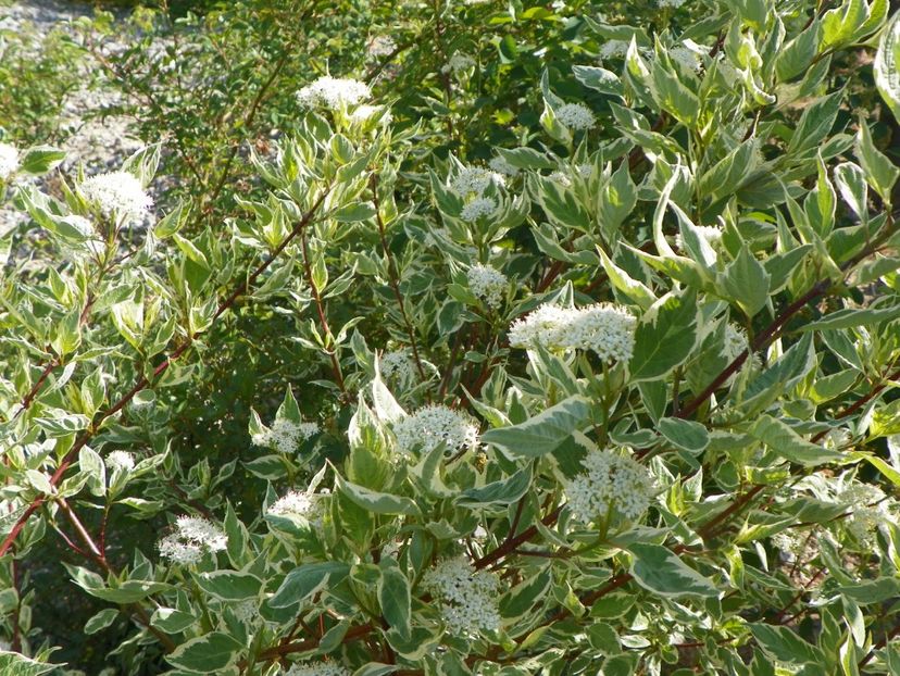 cornus alba sibirica variegata - z-Dobarland 2018