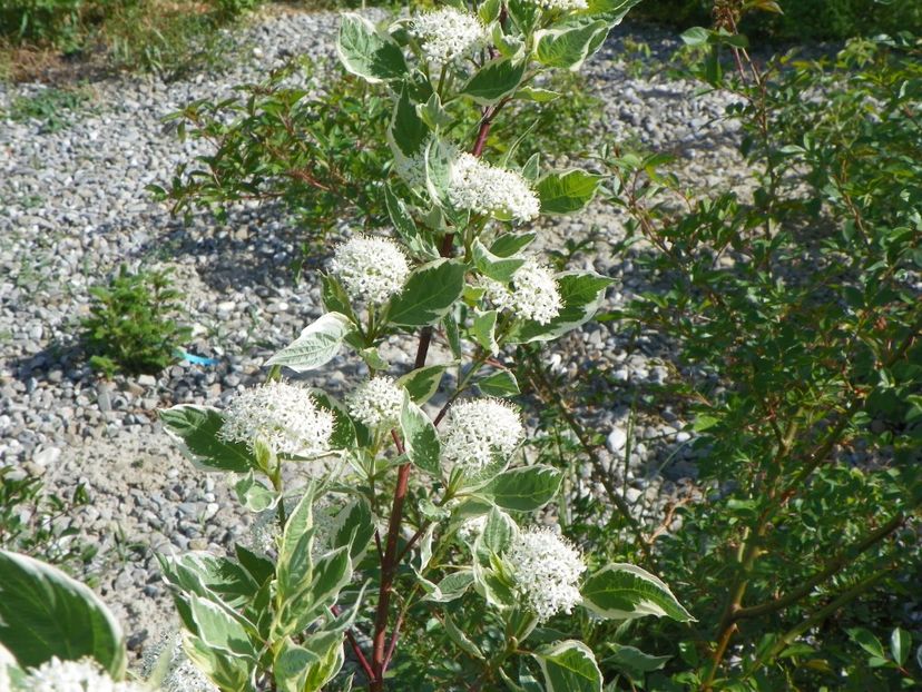 cornus alba sibirica variegata - z-Dobarland 2018