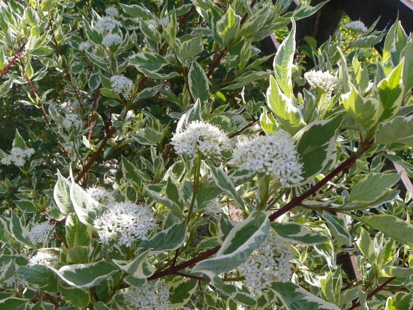 cornus alba sibirica variegata - z-Dobarland 2018