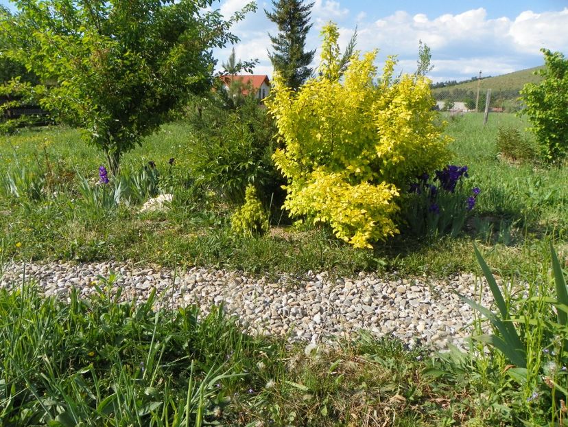 physocarpus Dart's Gold - z-Dobarland 2018