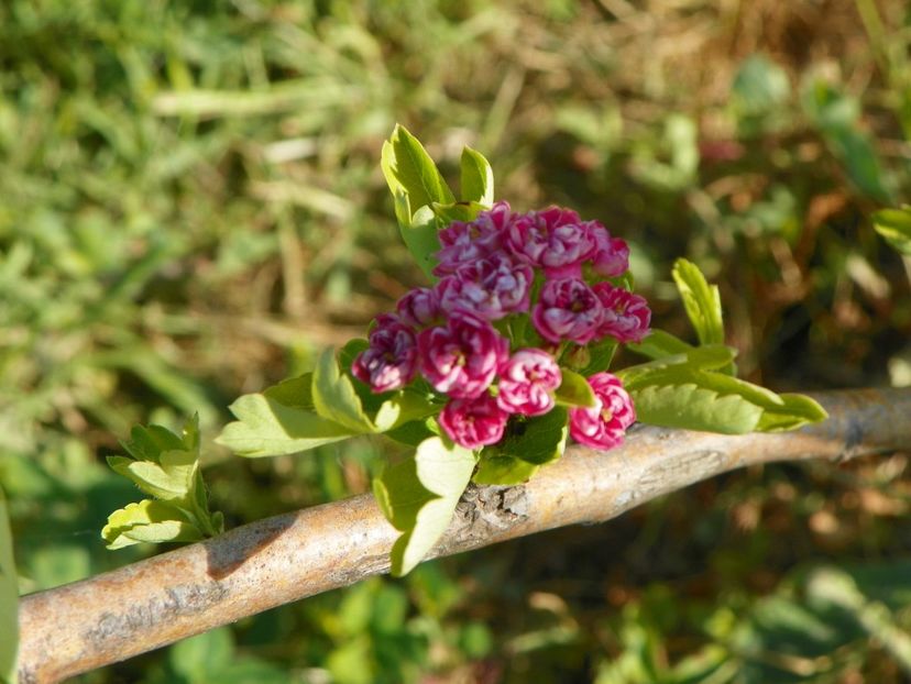 crataegus laevigata Paul's Scarlet - z-Dobarland 2018