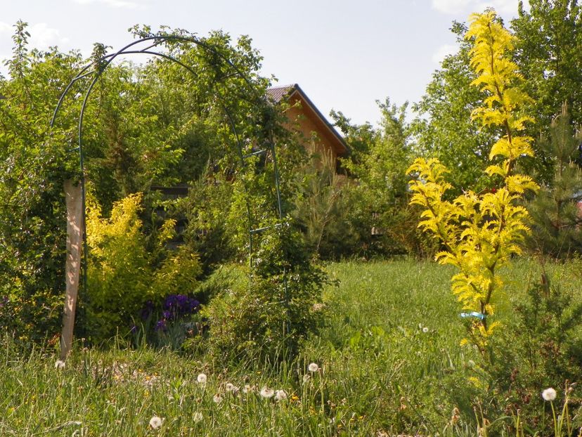 gleditsia Sunburst - z-Dobarland 2018
