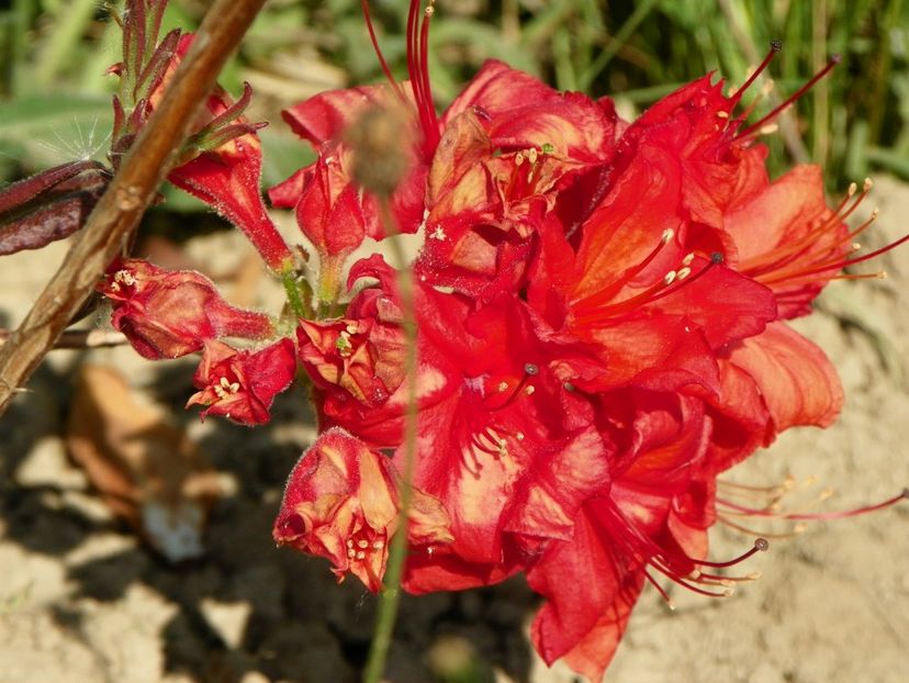 azalea Fireball - z-Dobarland 2018