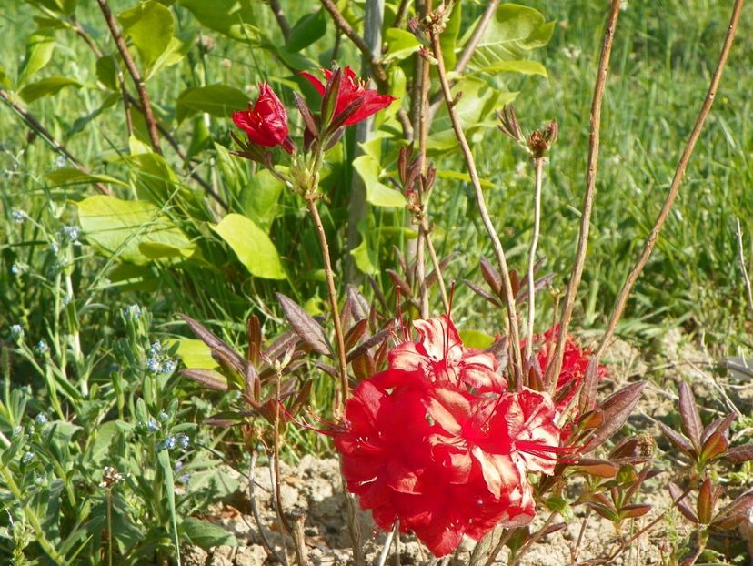 azalea Fireball - z-Dobarland 2018