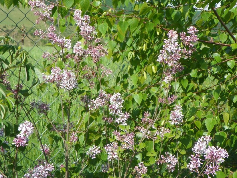 syringa microphylla Superba - z-Dobarland 2018