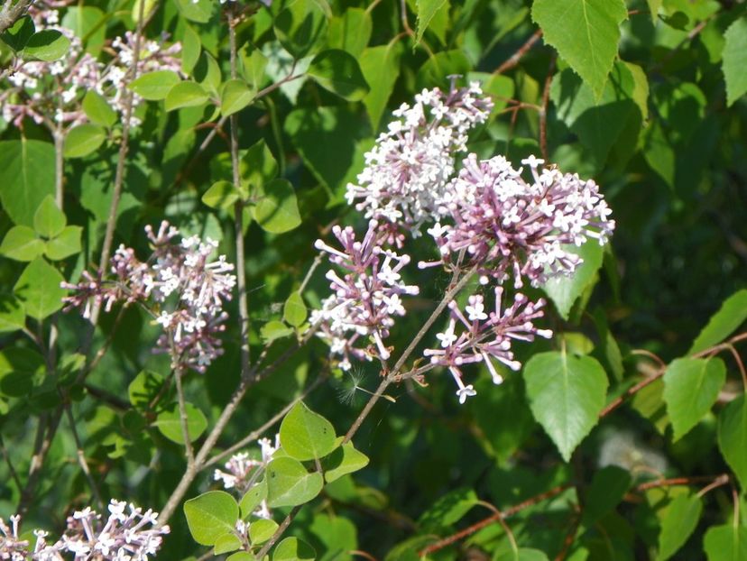 syringa microphylla Superba - z-Dobarland 2018