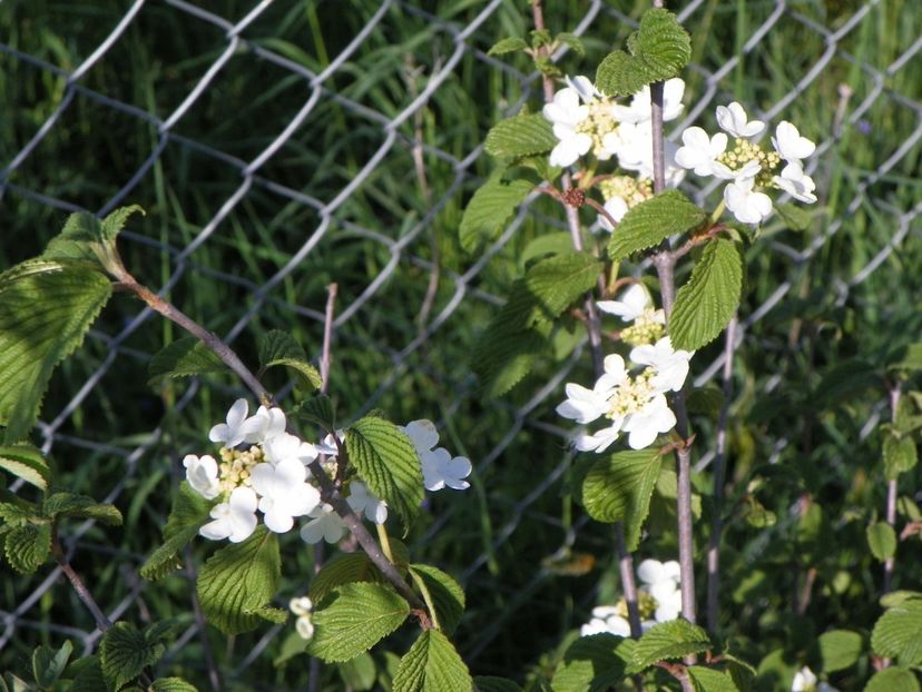 viburnum Watanabe - z-Dobarland 2018