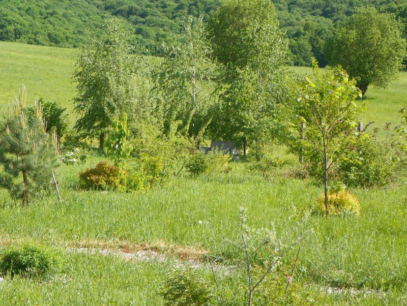 5 mai (101) - z-Dobarland 2018