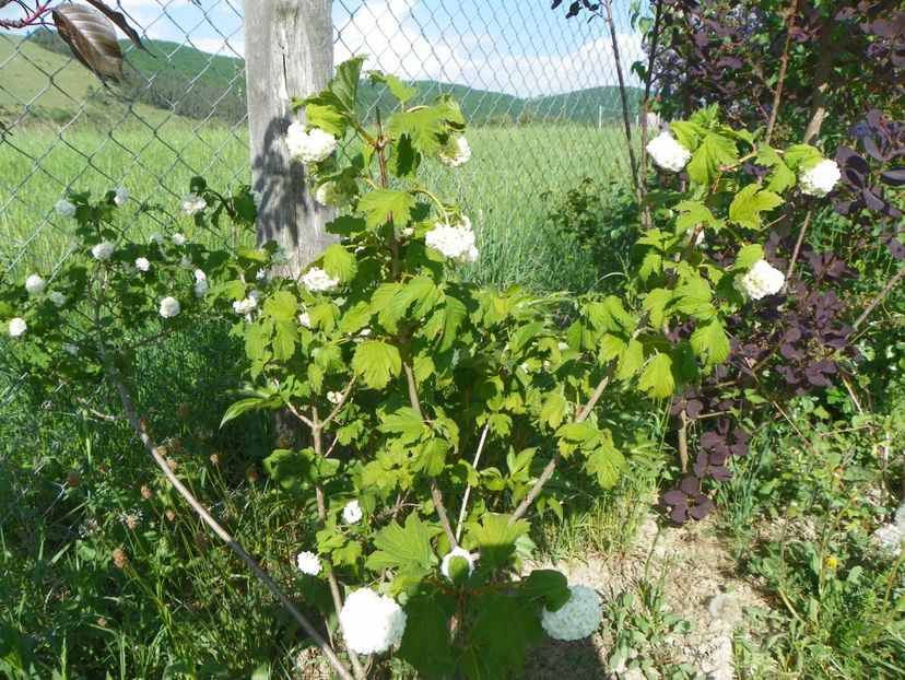 viburnum opulus Roseum - z-Dobarland 2018