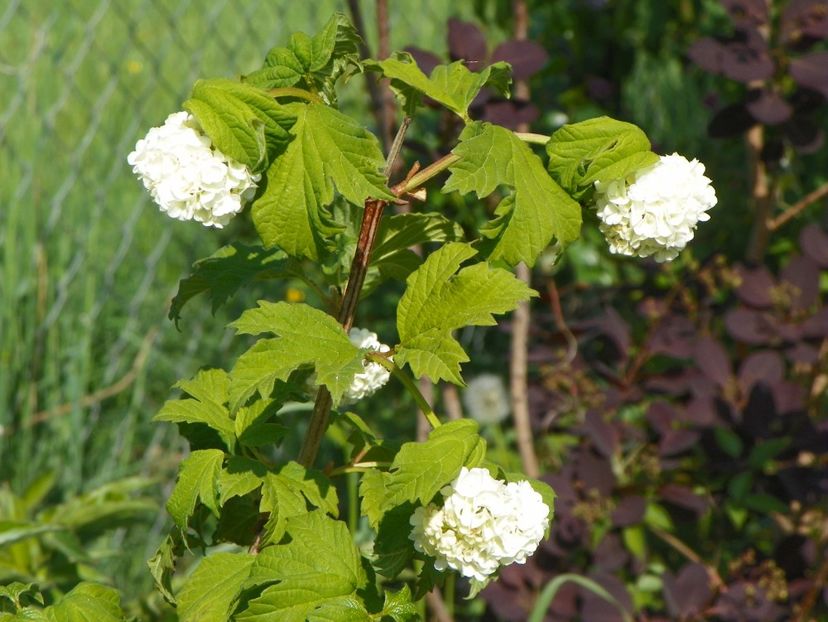 viburnum opulus Roseum - z-Dobarland 2018