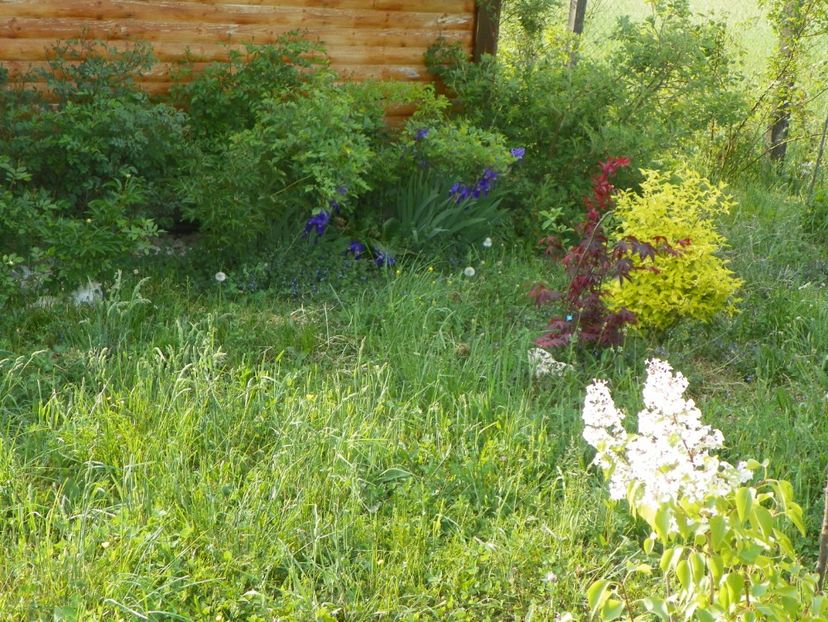 acer palmatum Trompenburg si philadelphus aureus - z-Dobarland 2018