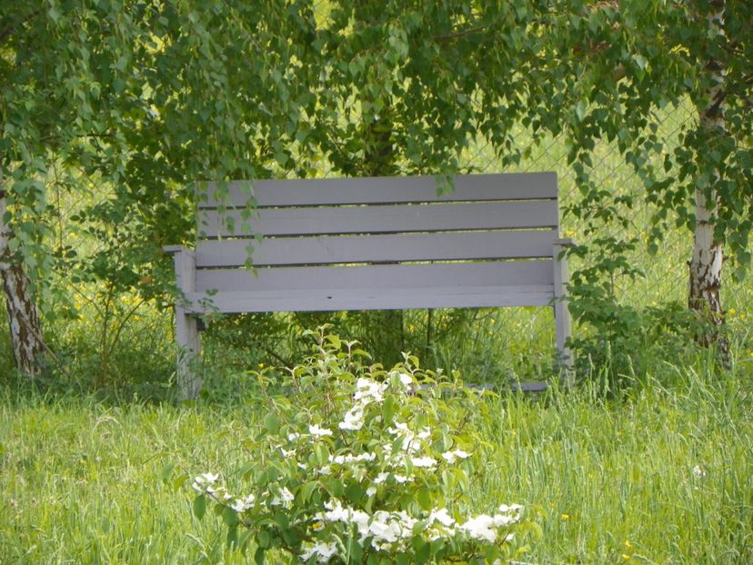 viburnum tomentosum - z-Dobarland 2018