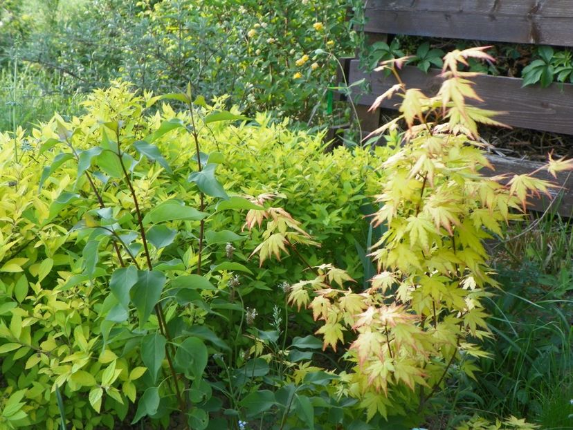 acer palmatum Orange Dream - z-Dobarland 2018