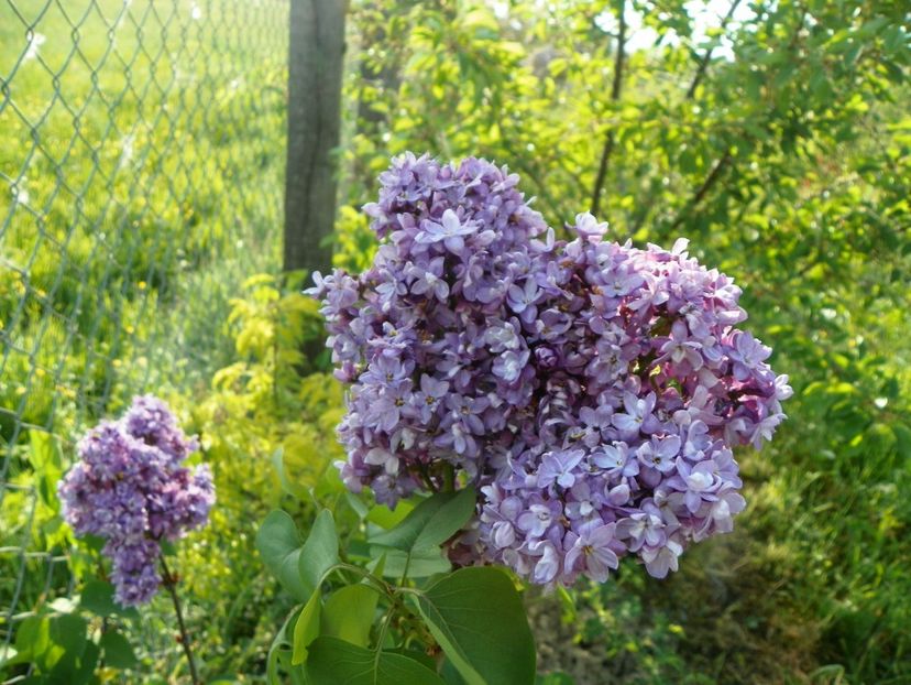 liliac Sarah Sands - z-Dobarland 2018